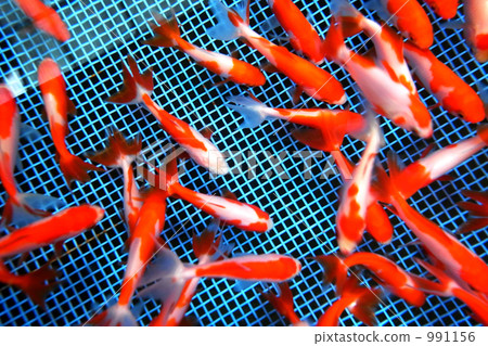 I'm pretty safe. I'm pretty safe. 991156