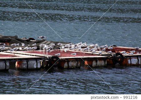 A group of birds at the fishing port 991216