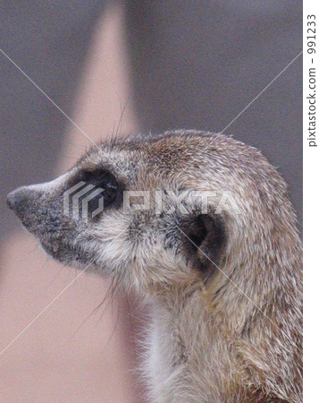 思想面孔 思想面孔 991233