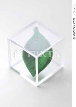 綠葉 樹葉 生態學 991235