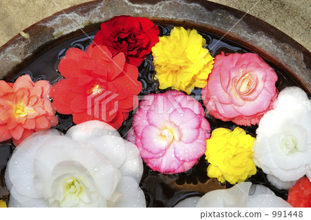 Bequonia floating in water 991448