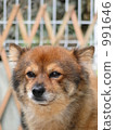 dog, dogs, mixed-breed 991646