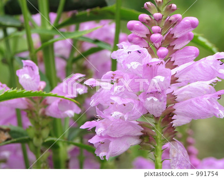 Pink Flower Tora no Tail (Hanatraneo) Pink Flower Tora no Tail (Hanatraneo) 991754