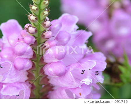 Pink Flower Tora no Tail (Hanatraneo) Pink Flower Tora no Tail (Hanatraneo) 991756