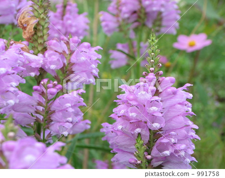 Pink Flower Tora no Tail (Hanatraneo) Pink Flower Tora no Tail (Hanatraneo) 991758