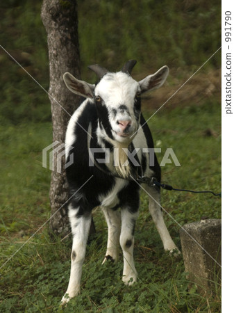 Tokarayagi of Treasure Island Tokarayagi of Treasure Island 991790