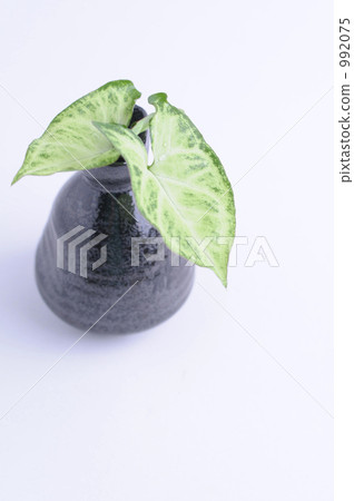 Hanawa Ichinoshigomu 992075