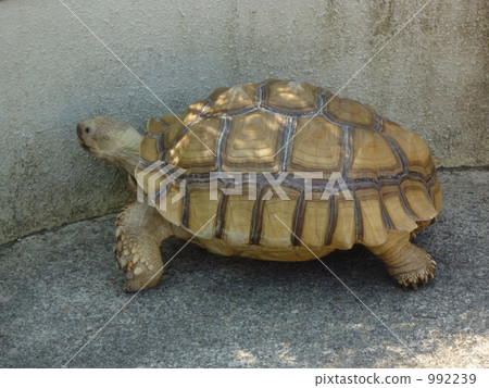 非洲鞭龜 非洲鞭龜 992239