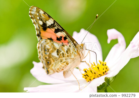 Acacathetha Acacathetha 992279