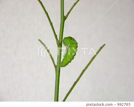 A swallowtail butterfly pupa 992765
