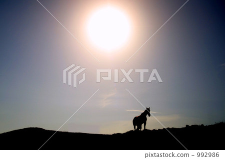 太陽和馬 太陽和馬 992986