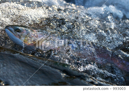 鮭魚的上游 993003