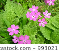 春天的花朵櫻花盛開。 993021