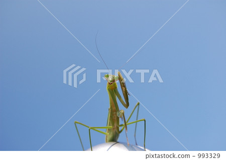 A mantis mantis A mantis mantis 993329