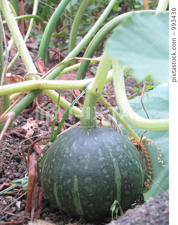 在家庭菜園的南瓜 在家庭菜園的南瓜 993430