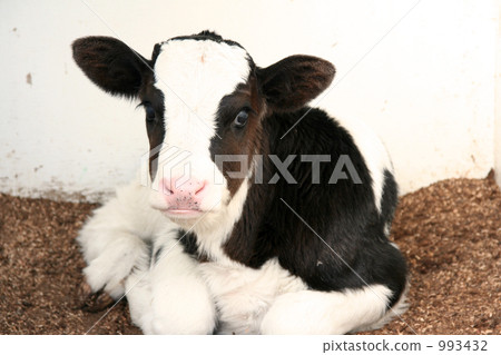 Holstein's calf 993432