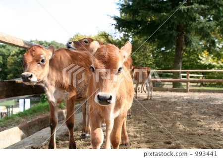 Jersey cattle calf Jersey cattle calf 993441