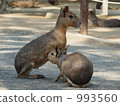 Breast feeding of Mara parent and child 993560