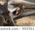 kangaroo family 993561