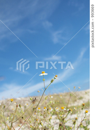 藍天和鮮花和A. 993669