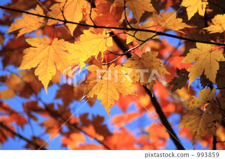 彩色楓樹 993859