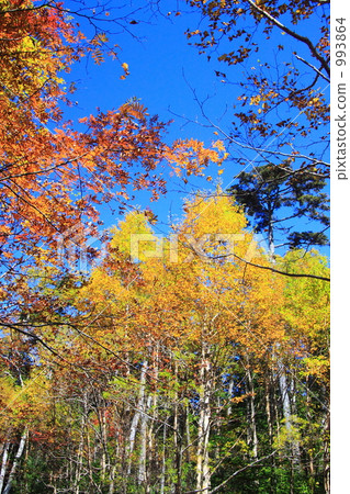 Fall north Yatsugatake 1 993864