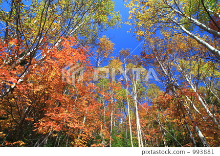 Fall north Yatsugatake 2 993881