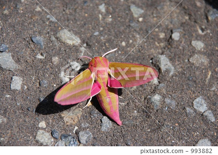 飛蛾“Benibusu” 993882