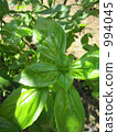 basil   994045