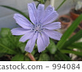 chicory flower 994084