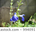 salvia genus, herb, herbal 994091