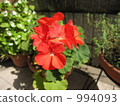 Geranium flowers 994093