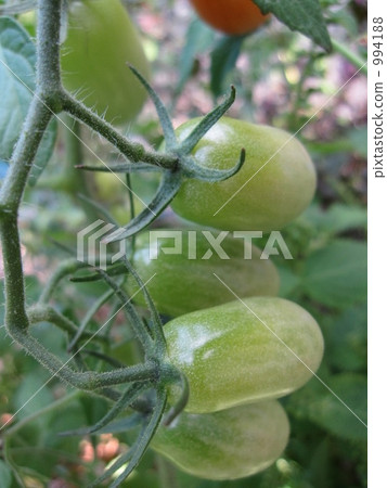 年輕的迷你番茄 994188