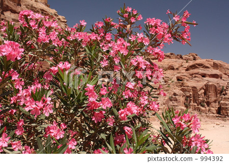 Petra Bamboos @ Petra 994392