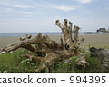 Driftwood flowing to the beach 994395