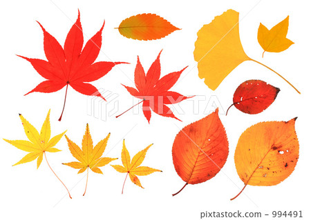 秋天的落葉 994491