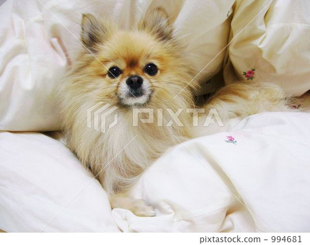 博美 博美狗 博美犬 994681