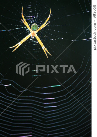 spider, light and shadow, darkness 995059