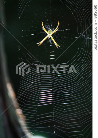 spider, spider's web, insect 995060