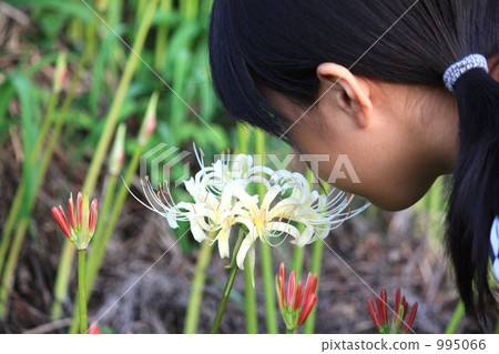 lycoris radiata, girl, little girl 995066