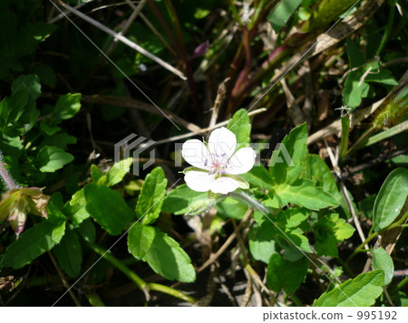 White flowers on the way White flowers on the way 995192