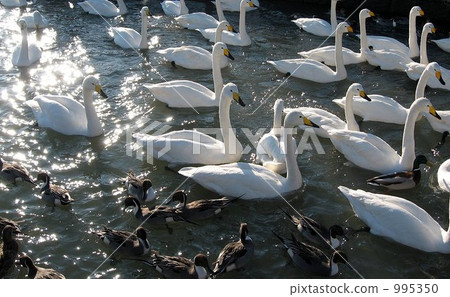 swan, swans, shorebird 995350