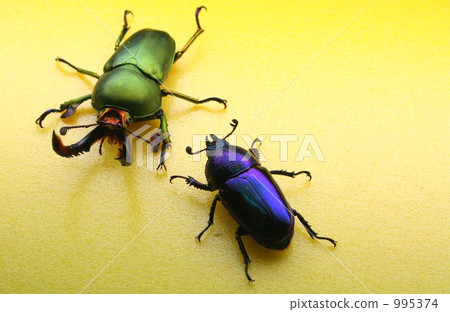 鍬形蟲 鋤頭形頭盔 甲殼蟲 995374