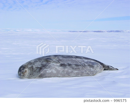 Sick napping Sick napping 996575