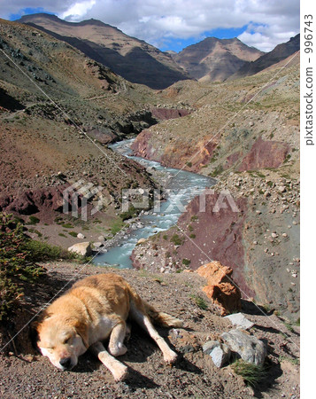 Tibetan Kailas Mountain Drowsy Dog Tibetan Kailas Mountain Drowsy Dog 996743