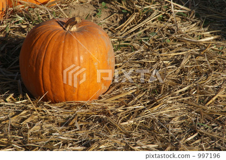 收穫節南瓜 997196