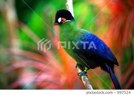 Owan Eboshidori 997524