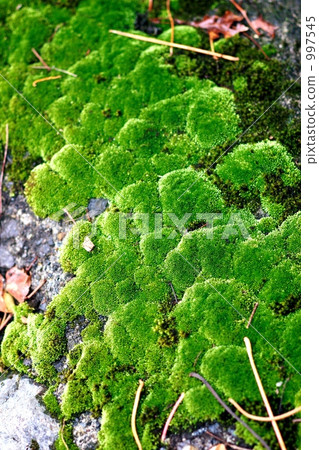 Moss of Yufuin Moss of Yufuin 997545