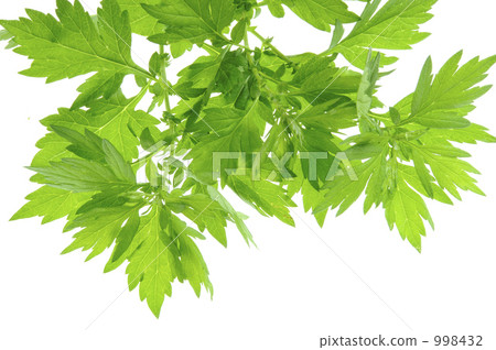 Wormwood leaves 998432