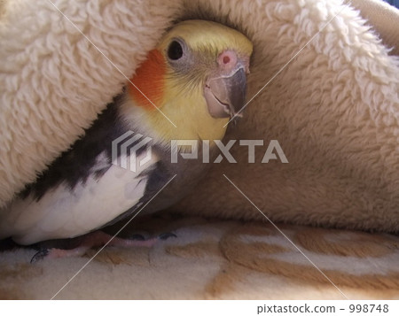 parakeet, parrot, avian 998748